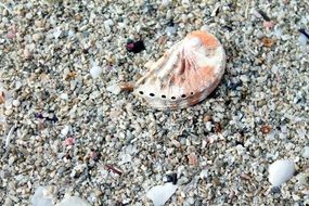 seashell on a pebble beach