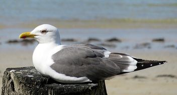 photo of the wild sea gull