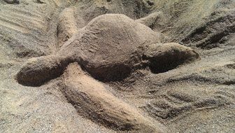 sand turtle silhouette