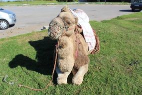 camel is resting on a lawn in Morocco