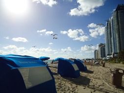 birds over the beach on a sunny day