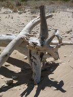 white tree root on the beach