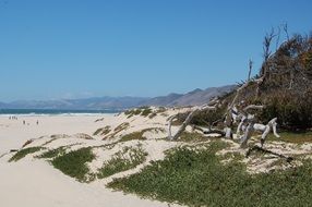 snags on sand dunes on the coast