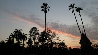 palm trees and trees under the evening sky