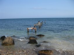 birds shore
