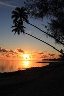 sunset on the background of coconut trees