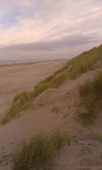 grass and sand dunes on the North Sea coast
