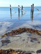 weathered wooden piles in clear water at shore