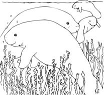 manatee drawing under water