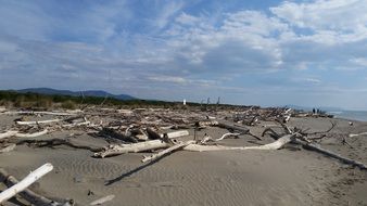 Trunks on the beach