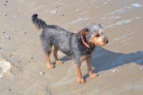 dachshund yorkshire on beach