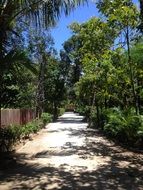 road along green trees to the beach