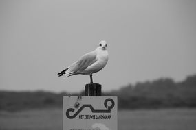 Black and white photo with the seagull in Zeeland