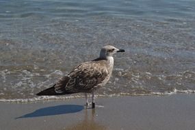 gray gull near the surf close up