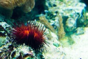 stunningly cute red coral