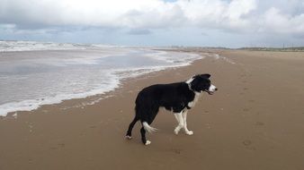 border collie on beach