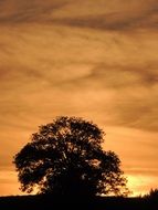 tree silhouette on sunset background in mardore