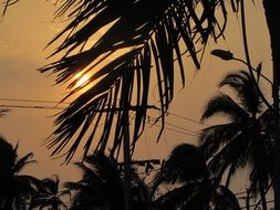 palm branches and leaves against the evening sun