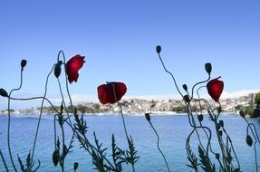 poppies on the coast of the aegean sea