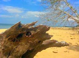 old driftwood on the beach, thailand
