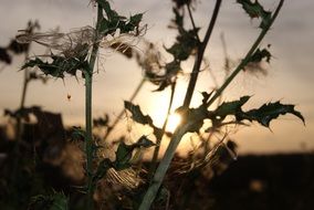 thistle on sunset background