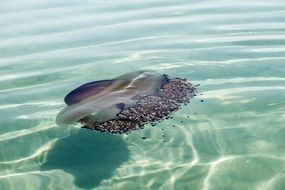 gorgeous jellyfish sea