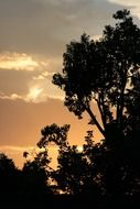 soft gold orange sunset