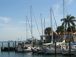 boats in the harbor among palm trees