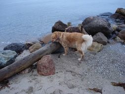 golden retriever by a log on a rocky seashore