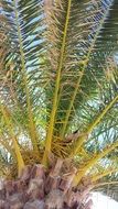 green palm leaves closeup