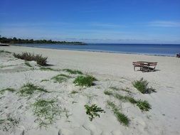 grass on the beach sand