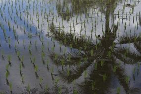 tropical paddy rice palm Tree reflection in water