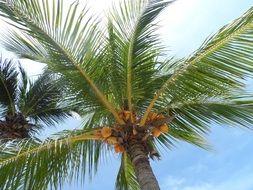 palm tree with fruits