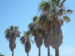 green tropical mediterranean palms