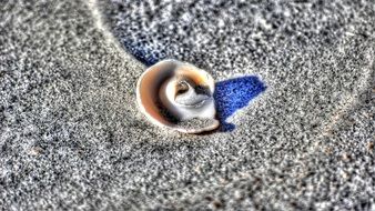 Round sea shell