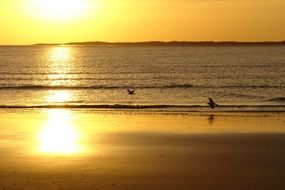 golden sunset over the beach of the north sea