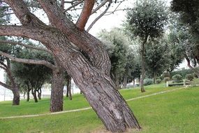 landscape of trees in the park