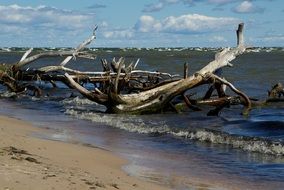Driftwood on a beach