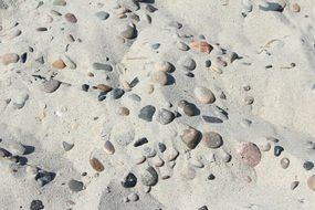 white sand shells