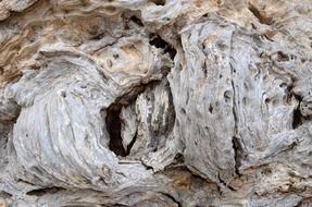 driftwood as coastal wood close-up