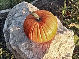 autumn orange pumpkin on big stone