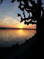 sunset view on the horizon behind a tree
