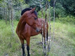 brown graceful horse in nature