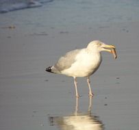 seagull in the mirror reflection of the surf