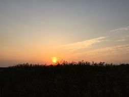 landscape of sunset over trees in shanghai