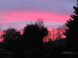 pink sky behind tree silhouettes