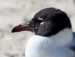 black-headed gull