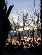 silhouettes of reeds on the beach during sunset