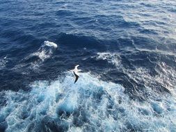 seagull over foam surf