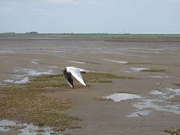 Seagull on North Sea